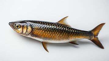 ai generiert Makrele Fisch Beste Meeresfrüchte zum Ernährung foto