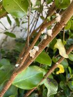 Pflanze mit stark Mealybugs Infektion foto