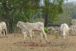 Seitenansicht von Nellore Kalb auf einer Farm Weide in der Landschaft von Brasilien foto