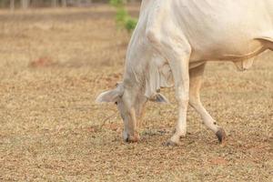 Kuh, die Gras auf einer Bauernhofweide in der Landschaft Brasiliens isst. foto