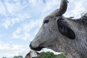 gehörnter Ochse der Gir-Rasse mit weißer und schwarzer Färbung foto