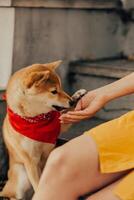 Shiba inu Hund im rot Bandana Sitzung auf Treppe und Essen Essen von Mensch Hand. foto