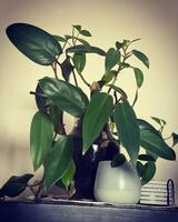 Ficus benghalensis variegata im ein Vase foto