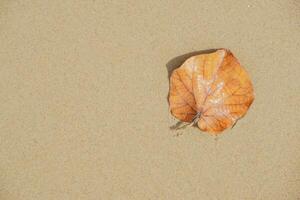 Gelb gefallen Blätter auf das Strand Sand. Sommer- Hintergrund foto