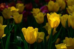 schön Gelb Tulpe Blume Blühen im Garten, Blume Hintergrund foto