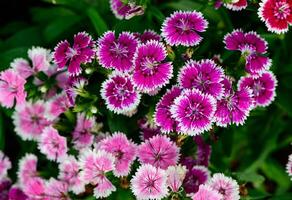 schön Rosa Dianthus Chinensis Blumen im Garten, Blume Hintergrund foto