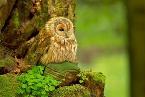 Waldkauz, Strix Aluco foto