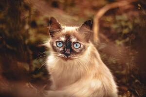 Katze mit Fest Blick, Nahansicht Fotografie Konzept auf das Gesicht. blauäugig katzenartig Nahansicht foto