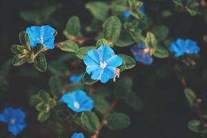 Blau Blume. Flora Reich im bläulich Farbe. Natur Laub, hoch Qualität Foto