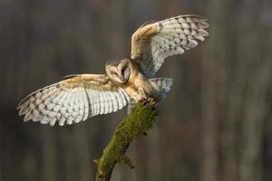 Schleiereule, Tyto Alba foto