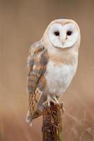 Schleiereule, Tyto Alba foto