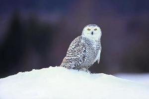 Schneeeule, Bubo Scandiacus foto