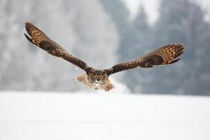 eurasische uhu, bubo bubo foto