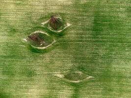 Leistung Pylone im Grün Feld. Antenne Aussicht auf Grün Weizen Feld mit Leistung Pylone im Landschaft. Feld von Weizen weht im das Wind auf Sonnenuntergang. Agronomie, Industrie und Essen Produktion. foto