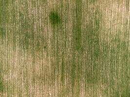 Antenne Aussicht auf Grün Weizen Feld im Landschaft. Feld von Weizen weht im das Wind auf Sonnenuntergang. jung und Grün Ährchen. Ohren von Gerste Ernte im Natur. Agronomie, Industrie und Essen Produktion. foto