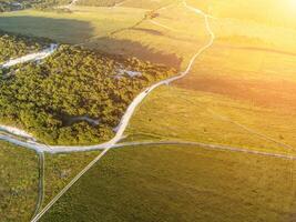 Antenne Aussicht auf Grün Weizen Feld im Landschaft. Feld von Weizen weht im das Wind auf Sonnenuntergang. jung und Grün Ährchen. Ohren von Gerste Ernte im Natur. Agronomie, Industrie und Essen Produktion. foto