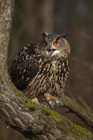 eurasische uhu, bubo bubo foto