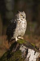 Bartkauz, auch bekannt als Tigereule foto