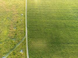 Antenne Aussicht auf Grün Weizen Feld und Straße im Landschaft. Feld von Weizen weht im das Wind auf Sonnenuntergang. jung und Grün Ährchen. Ohren von Gerste Ernte im Natur. Agronomie, Industrie und Essen Produktion foto