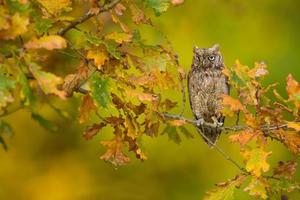 Eurasische Scops Eule foto