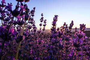 Lavendel Blume Feld Nahansicht auf Sonnenuntergang, frisch lila aromatisch Blumen zum natürlich Hintergrund. Design Vorlage zum Lebensstil Illustration. violett Lavendel Feld im Provence, Frankreich. foto