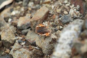 ein orange-braun Schmetterling thront auf ein Felsen isoliert auf verwischen Hintergrund foto