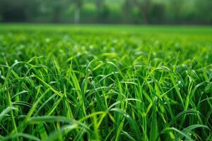 ai generiert beschwingt Grün Gras Klingen bedeckt im funkelnd Wasser Tröpfchen foto