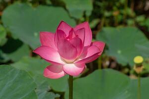 schließen oben Rosa Lotus Blume. foto