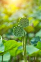 schließen oben Rosa Lotus Blume. foto