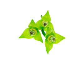 duftend Blumen von Klettern Ylang-Ylang foto