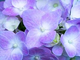 Nahaufnahme Hortensienblume foto