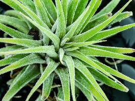 Tillandsia Luft Pflanze. foto