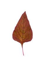 rot Blatt von Amaranth foto