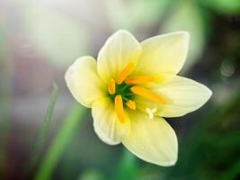 schön Regen Lilie Blume foto