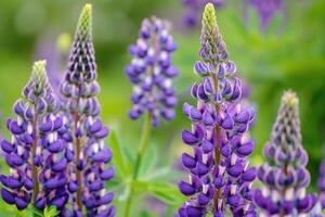 ai generiert schließen oben von lila Lupine Blumen im blühen foto