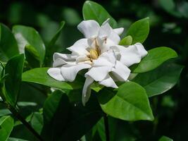 das Weiß von Gardenie Jasminoides. foto