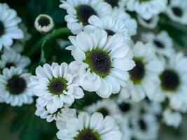 schließen oben Chrysantheme Blume. foto