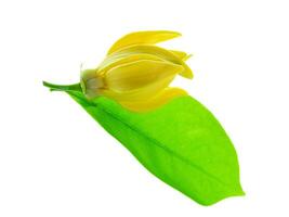 duftend Blumen von Klettern Ylang-Ylang foto