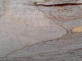 Oberfläche Rinde von Eukalyptus Baum. foto