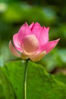 schließen oben Rosa Lotus Blume. foto