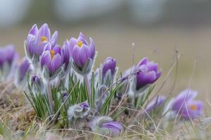 ai generiert Blumen von das Windblume oder Pulsatilla Patenen. zuerst Frühling Blühen Blume foto