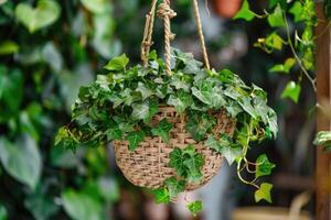 ai generiert das Konzept von Zuhause und Garten von Stämme Efeu gewachsen im ein hängend Korb auf Pflanze Kindergarten, Zier Schlingpflanzen. foto