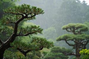 ai generiert japanisch Garten Kiefer Bäume im Frühling Regen. foto