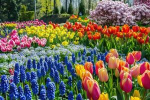 ai generiert bunt Tulpen, Narzisse, Hyazinthen, Lilie, Hortensien, Blumen im Frühling Park. foto