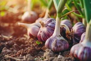 ai generiert Knoblauch im das Gemüse Garten. das Konzept von Frühling oder Herbst Gartenarbeit. foto