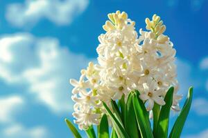 ai generiert Weiß Hyazinthe auf Blau Himmel Hintergrund. Frühling Blumen. foto