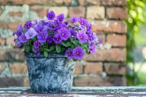 ai generiert violett Blume Topf auf Tabelle auf Backstein Mauer Hintergrund im Garten. foto