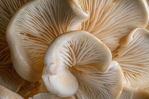 ai generiert schließen oben von Kiemen von Auster Pilz, Pleurotus Ostreatus. foto