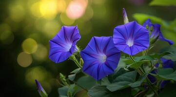 ai generiert Nahansicht von Blau und lila Morgen Ruhm Blumen und Laub. selektiv Fokus. foto