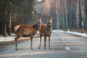 ai generiert Hirsche Stehen auf das Straße in der Nähe von Wald beim früh Morgen oder Abend Zeit. Straße Gefahren, Tierwelt und Transport. foto